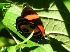 Callicore pitheas