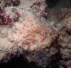 Dolabella auricularia