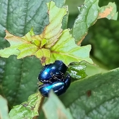 Chrysolina coerulans