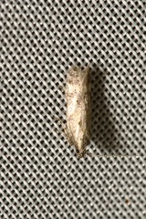 Athrips nigricostella