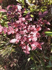 Loropetalum chinense
