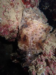 Dolabella auricularia