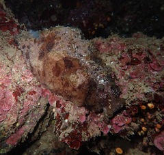 Dolabella auricularia