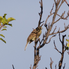 Emberiza cirlus