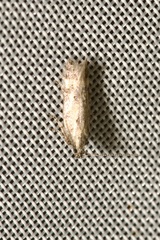 Athrips nigricostella