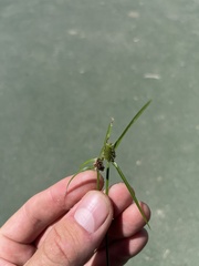 Cyperus brevifolius
