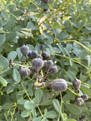 Baptisia