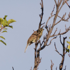 Emberiza cirlus