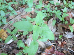 Stachys floridana