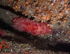 Hexabranchus