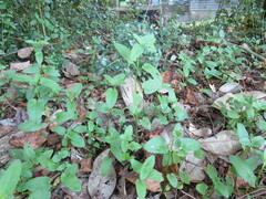 Stachys floridana
