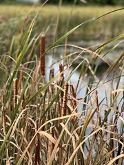 Typha