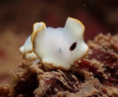 Ardeadoris scottjohnsoni