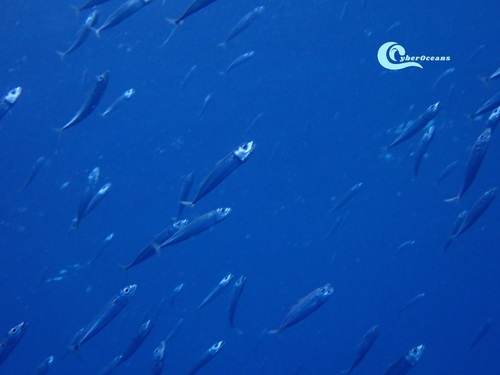 Atlantic chub mackerel (Scomber colias) — Scombridae — 5