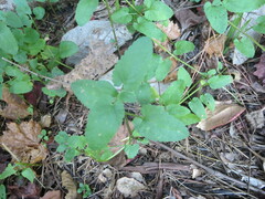 Stachys floridana