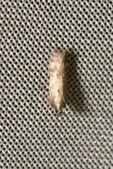 Athrips nigricostella