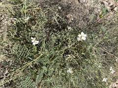 Nerisyrenia linearifolia