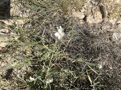 Nerisyrenia linearifolia