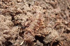 Polydesmus