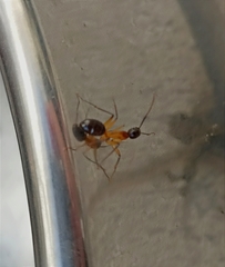 Camponotus