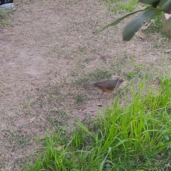Turdus rufiventris