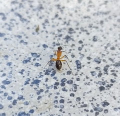 Camponotus