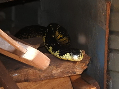 Spilotes pullatus