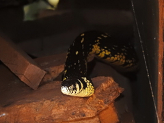 Spilotes pullatus