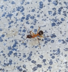 Camponotus