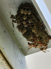 Mischocyttarus mexicanus cubicola