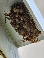 Mischocyttarus mexicanus cubicola