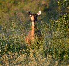 Boselaphus tragocamelus