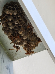 Mischocyttarus mexicanus cubicola