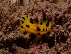 Phyllidia polkadotsa