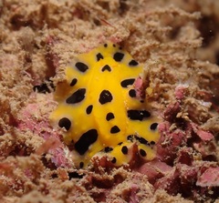 Phyllidia polkadotsa
