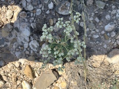 Parthenium confertum
