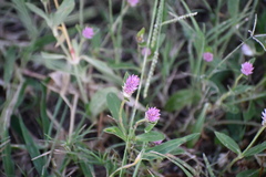 Gomphrena globosa