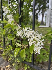 Clematis
