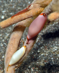 Naviculavolva deflexa