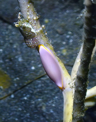 Naviculavolva deflexa