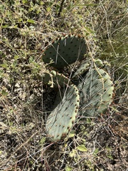 Opuntia macrocentra