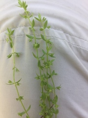Lysimachia linum-stellatum