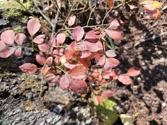 Vaccinium pallidum