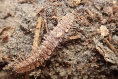 Polydesmus