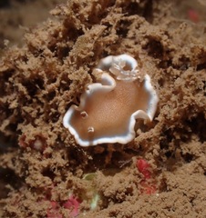 Glossodoris rufomarginata