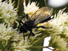 Campsomerinae