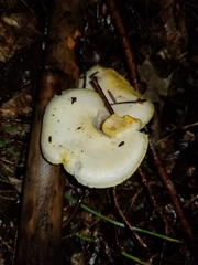 Hygrophorus eburneus