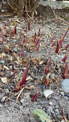 Asparagus officinalis
