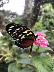 Heliconius