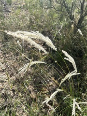 Digitaria californica